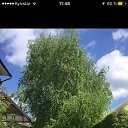 ���� �������, ��������������, 41 ��� - ��������� 28 ������� 2016 � ������ ���� ����������