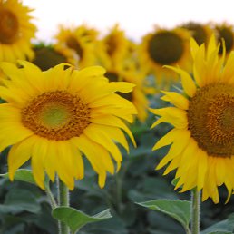 ���� ��������������������, ������ - ��������� 3 �������� 2016