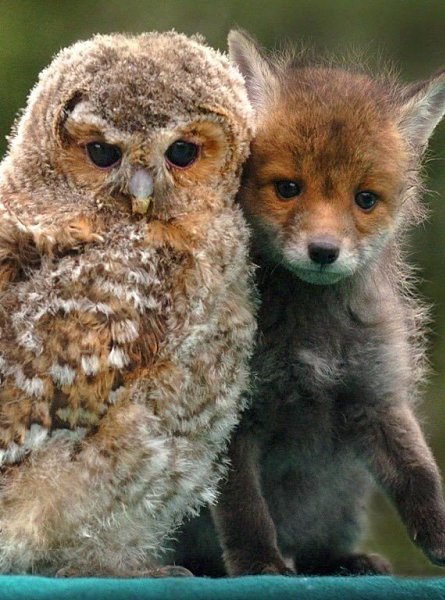 Необычная дружба: сова и лисенок.#animal@travel.blog