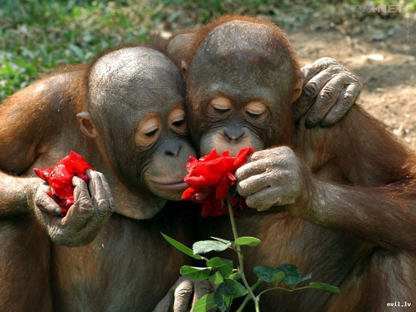 Love is... - 27  2016  19:32