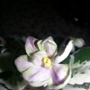 ma&#039;s prince froggie     