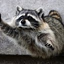  Raccoon,  -  8  2016