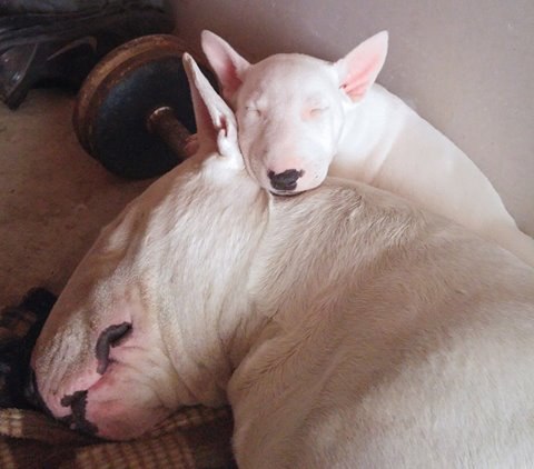 Сладких снов