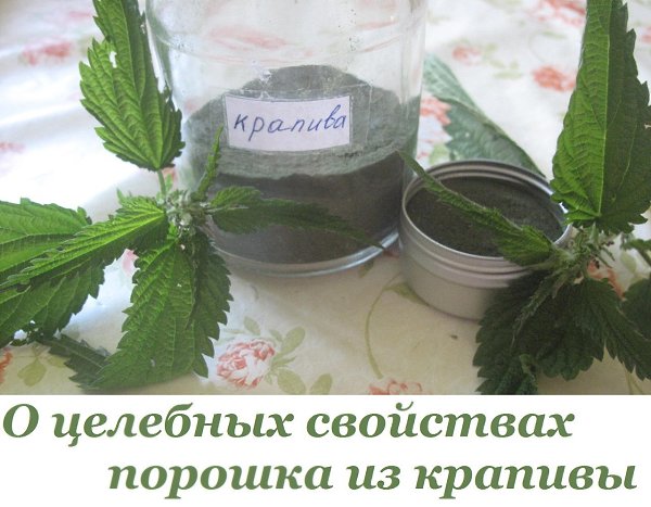 О ЦЕЛЕБНЫХ СВОЙСТВАХ ПОРОШКА ИЗ КРАПИВЫ. Уже после месяца приема этого средства вы навсегда забудете ...