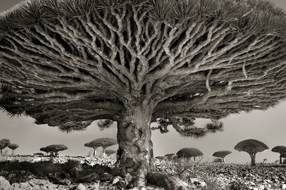   -   (Beth Moon)   ,    ...