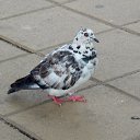 27.09.2016 �� ������� ������� ��������)))�