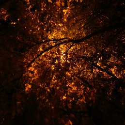 ����, �����