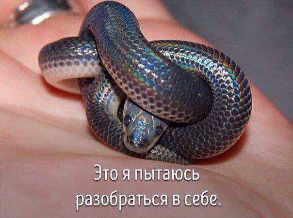 Животные, которые ведут себя совсем как я....))) - 4