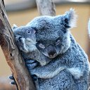 ���� ����, �������, 63 ���� - ��������� 17 �������� 2016 � ������ ������ ��������