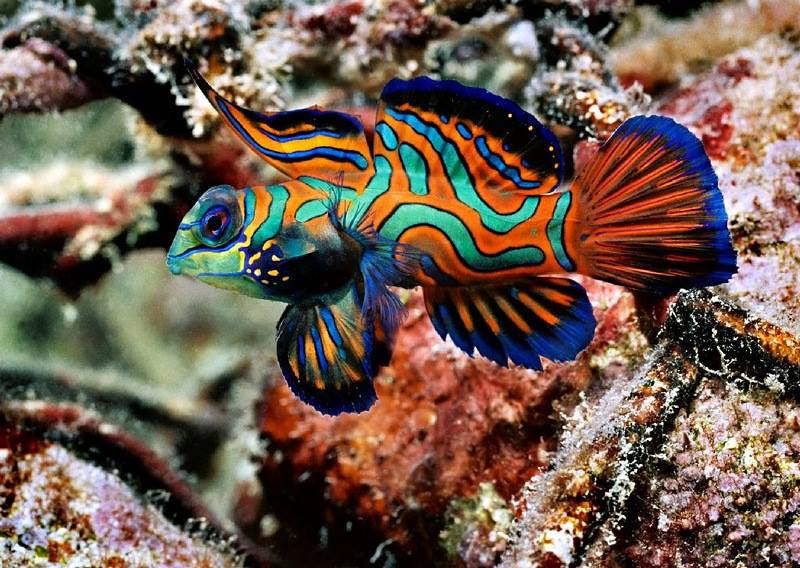 - , (. Synchiropus splendidus)  .    ... - 2