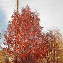  , , 63  -  17  2016    .