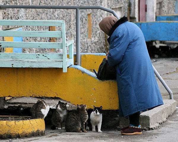Работаю в магазине, к нам ходит бабулька, подкармливающая ораву местных кошек, которой мы отдаем для ...
