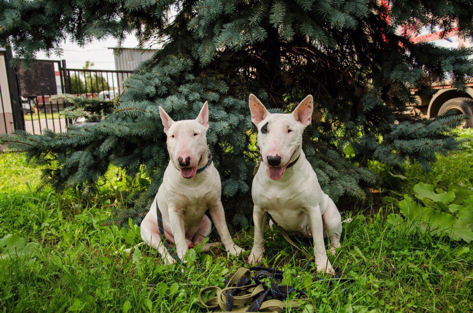 Hrafnsmerki things - https://fotostrana.ru/away?to=/sl/7feПредставляет вещички с авторским принтом, ... - 2