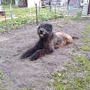  Jiurij, , 62  -  7  2017   pitomci