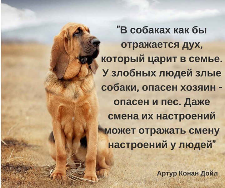 Собаки - 6 апреля 2017 в 10:05