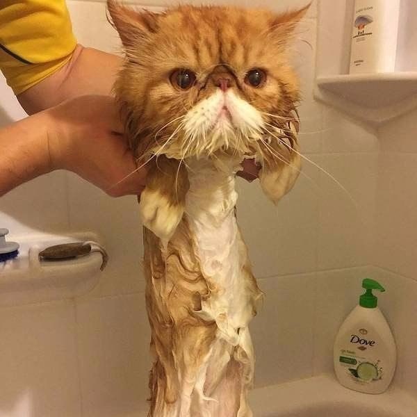 Думал, что мой кот жирный, до этого момента...