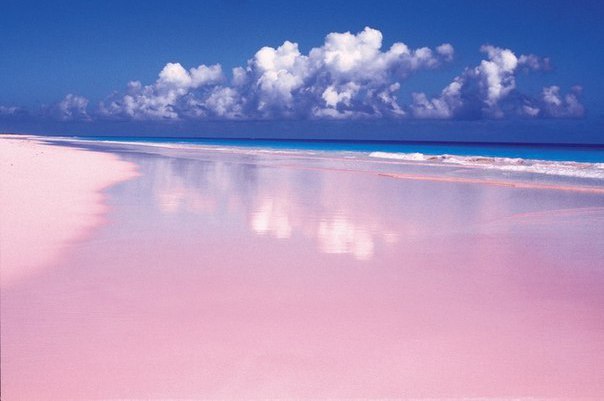   x c  p: Pink Sands Beach, c po, e ocpo.  ,  ...