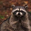  Nina, , 65  -  24  2017    