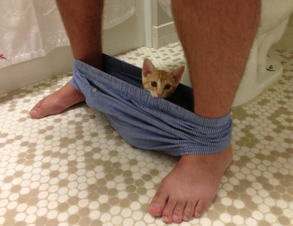         =^.^= - 2