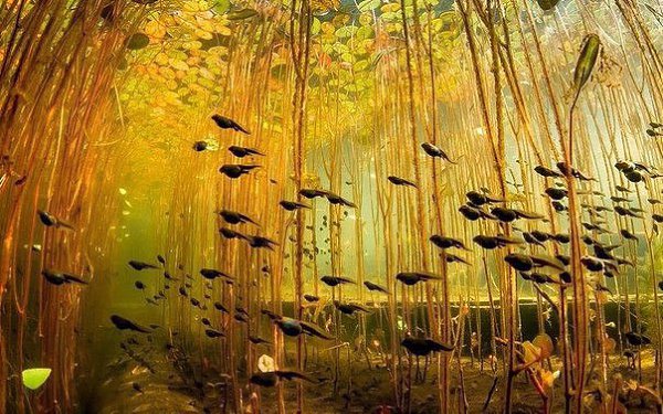10 фотографий без фотошопа, где реальность граничит с иллюзией - 4