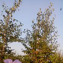 ���� ����, ���������, 67 ��� - ��������� 8 ������ 2016 � ������ ���� ����������