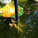 ���� �������, ������, 51 ��� - ��������� 11 ������� 2016 � ������ ����� 2016�