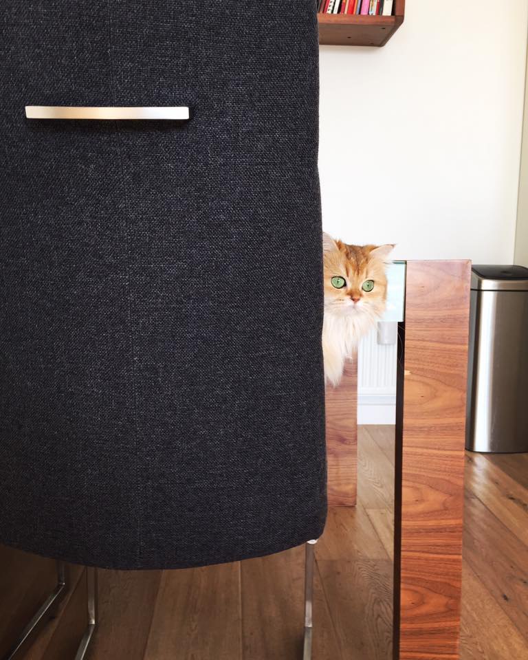 Smoothie the Cat Fan's - 30  2016  11:41