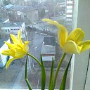 ���� �������, ����� - ��������� 5 ����� 2017 � ������ ���� ����������