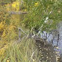 ������� �� ��������) �� ������� �������� ����