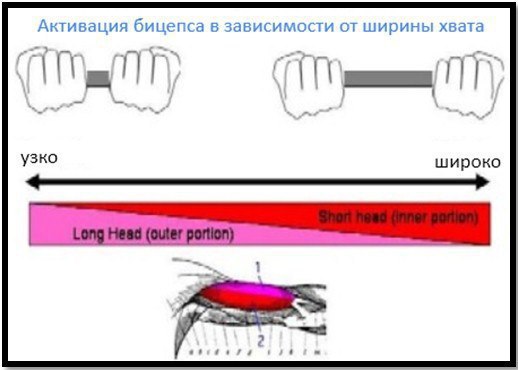 Подъем штанги на бицепс. Изучаем все тонкости и секреты. Подъем штанги на бицепс является самым ... - 5