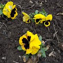 ����� �������� � ���� ����� �� ������� ������ 2017�