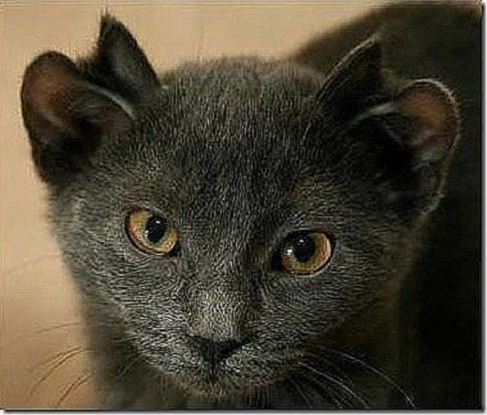 Kitten Born With Four Ears - YouTube