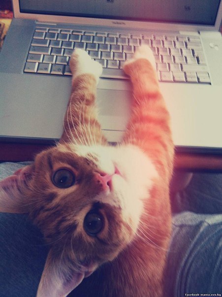         =^.^=
