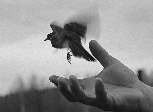 «Тому, кто винит других, предстоит длинная дорога. Тот, кто винит себя, уже прошёл половину пути. ...