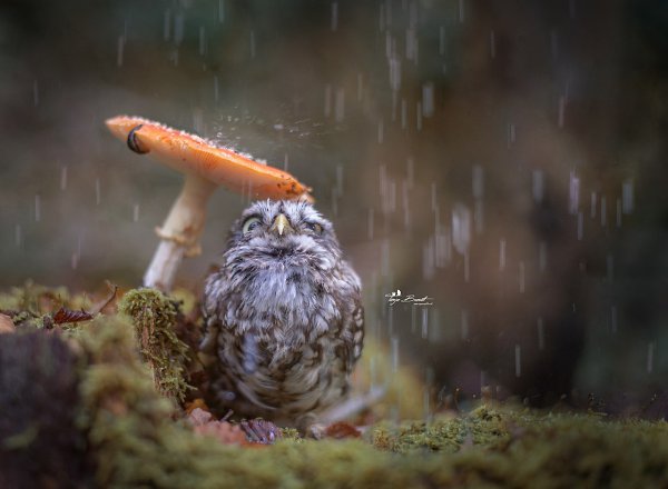  , . : Tanja Brandt