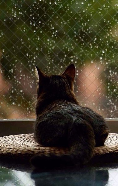 Кошки любят дождь, так сладко спится.Под приятный шум воды небесной,Кошки видят сны, хвостом ... - 6