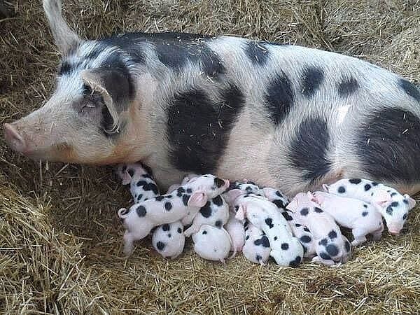 *. 70-        .       ...