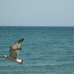 �����, ������