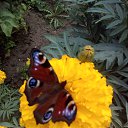 ���� �����, ��������� - ��������� 14 �������� 2016