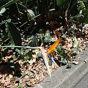 ���� ���, ������� - ��������� 4 ������� 2017 � ������ ���� ����������