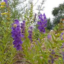 ���� ����, ���������, 67 ��� - ��������� 8 ������ 2016 � ������ ���� ����������