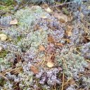 ���� Nadezhda, ������, 64 ���� - ��������� 27 ������� 2017 � ������ ���� ����������