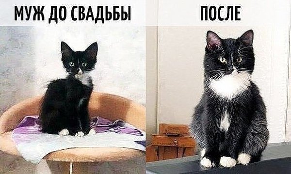Мурка живёт в полной уверенности, что сына я родила именно ей! - 2