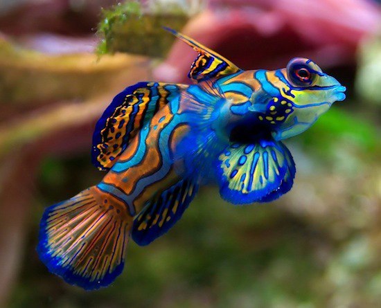  - , (. Synchiropus splendidus)  .    ... - 4