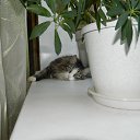  ,  , 60  -  22  2017   