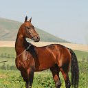   ., , 44  -  13  2017    .