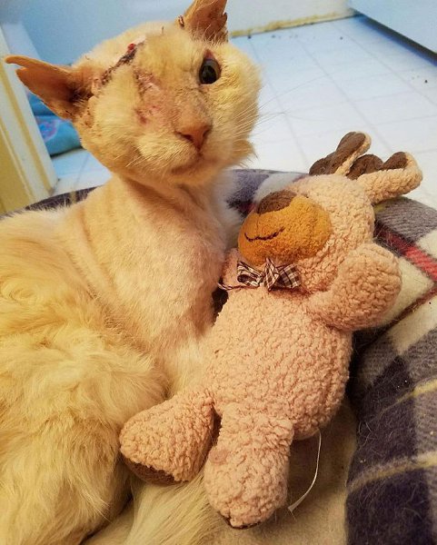 Нелюди намеренно пролили кислоту на морду доверчивого кота, который просто попросил у них еды. Кот ... - 8
