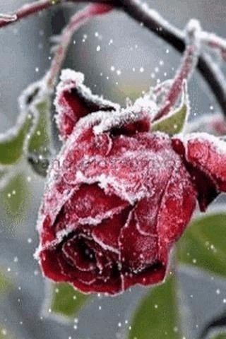    ,        . - 4