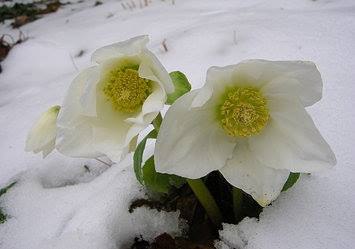   .      ( hellebores),  ... - 2