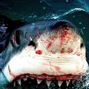  Shark,  -  18  2017    
